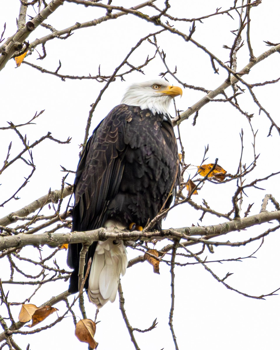 Bald Eagle - ML646172712