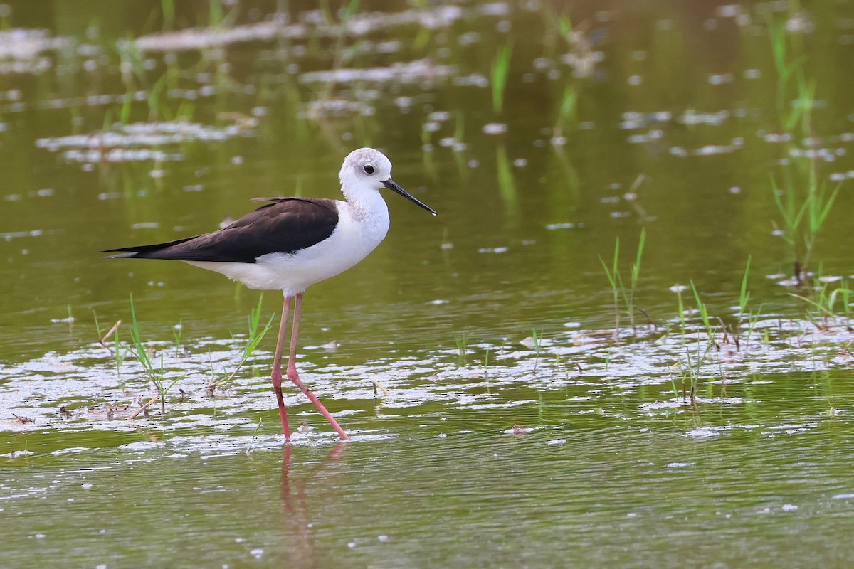 stylteløper - ML646172713