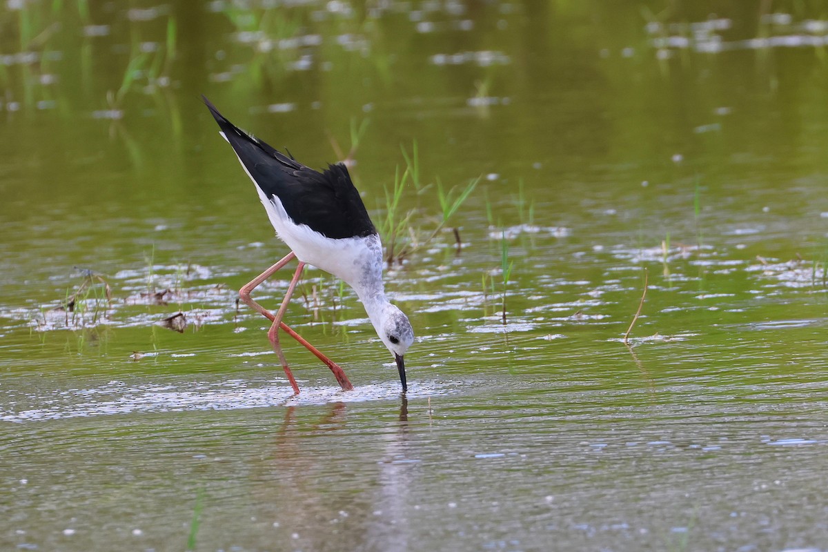 Black-winged Stilt - ML646172714