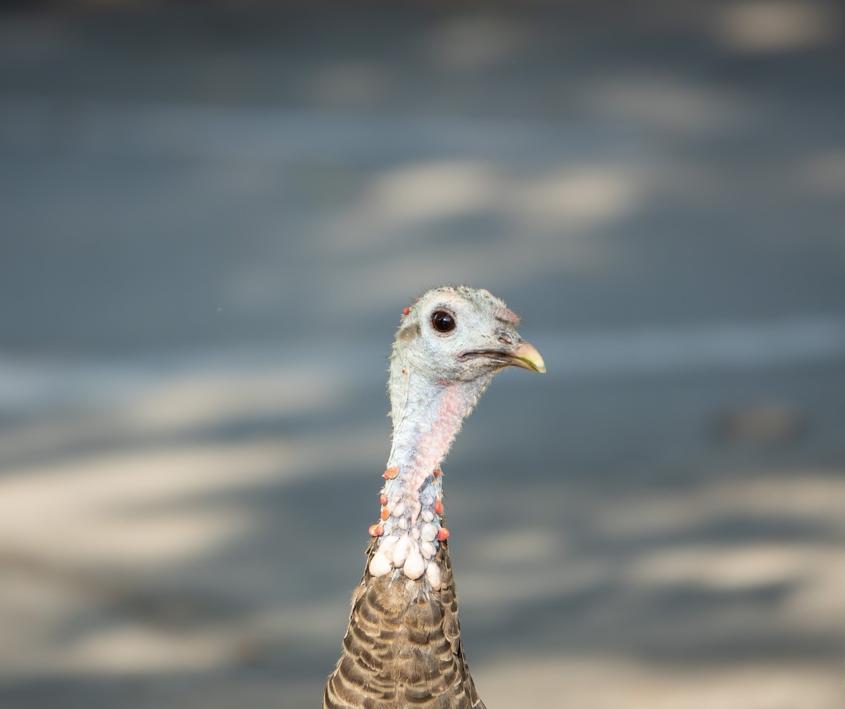 Wild Turkey - ML646172715