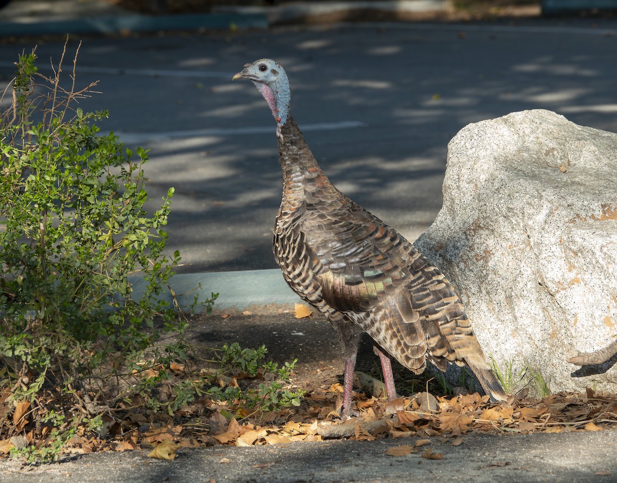 Wild Turkey - ML646172716
