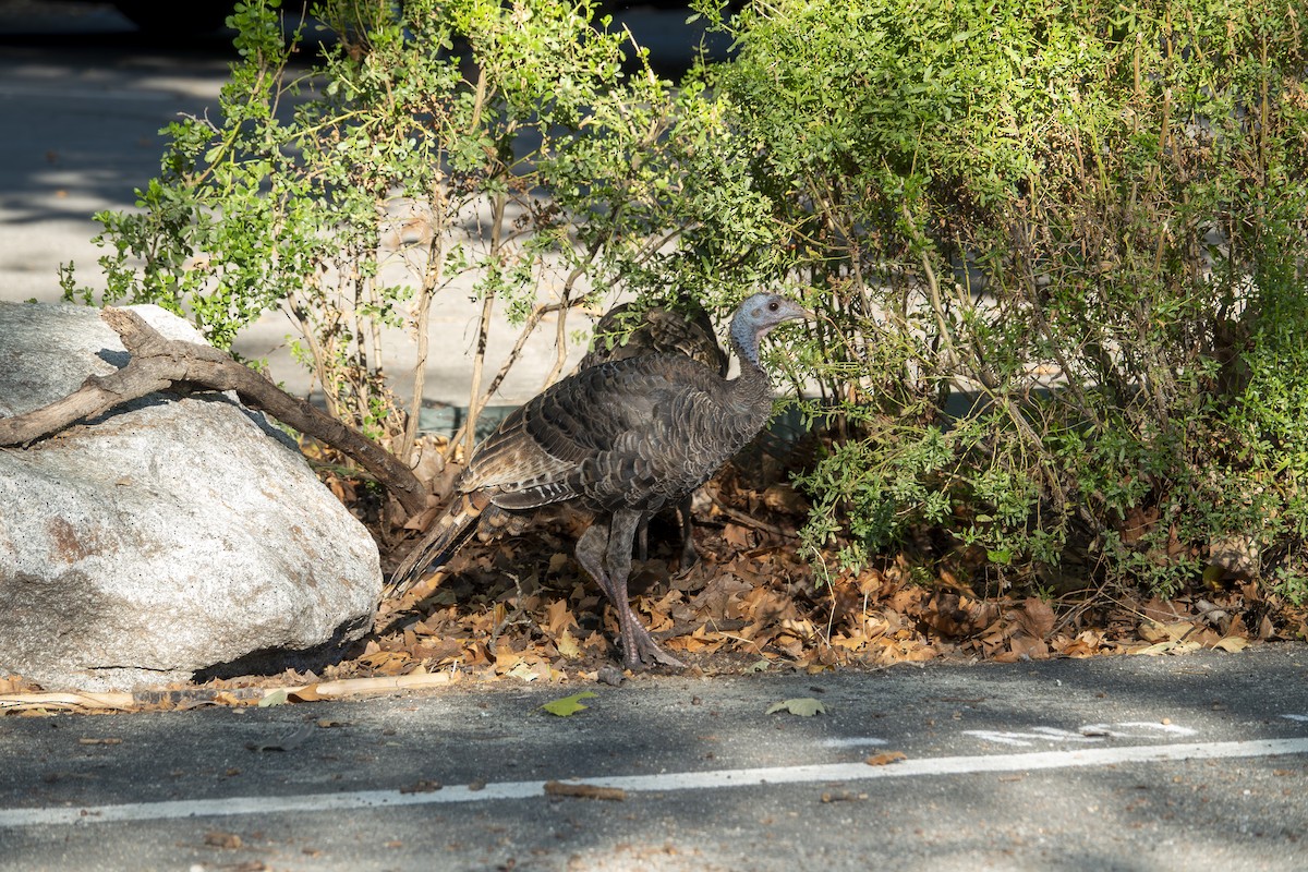 Wild Turkey - ML646172717
