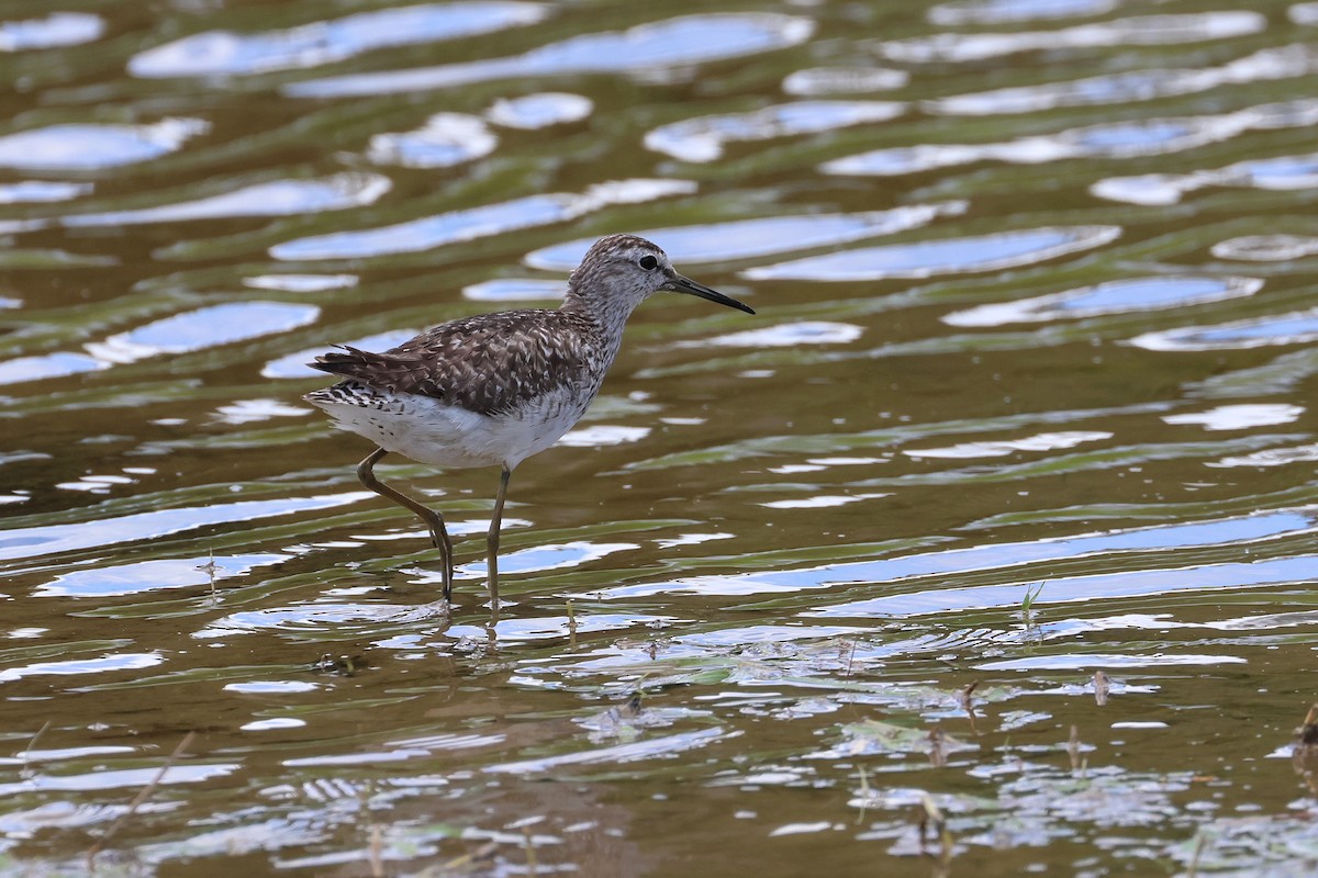 grønnstilk - ML646172718