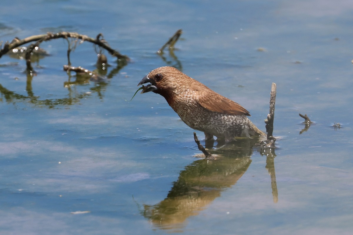 muskatnonne - ML646172720