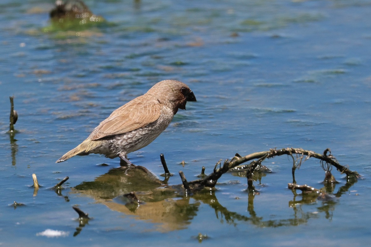 muskatnonne - ML646172721