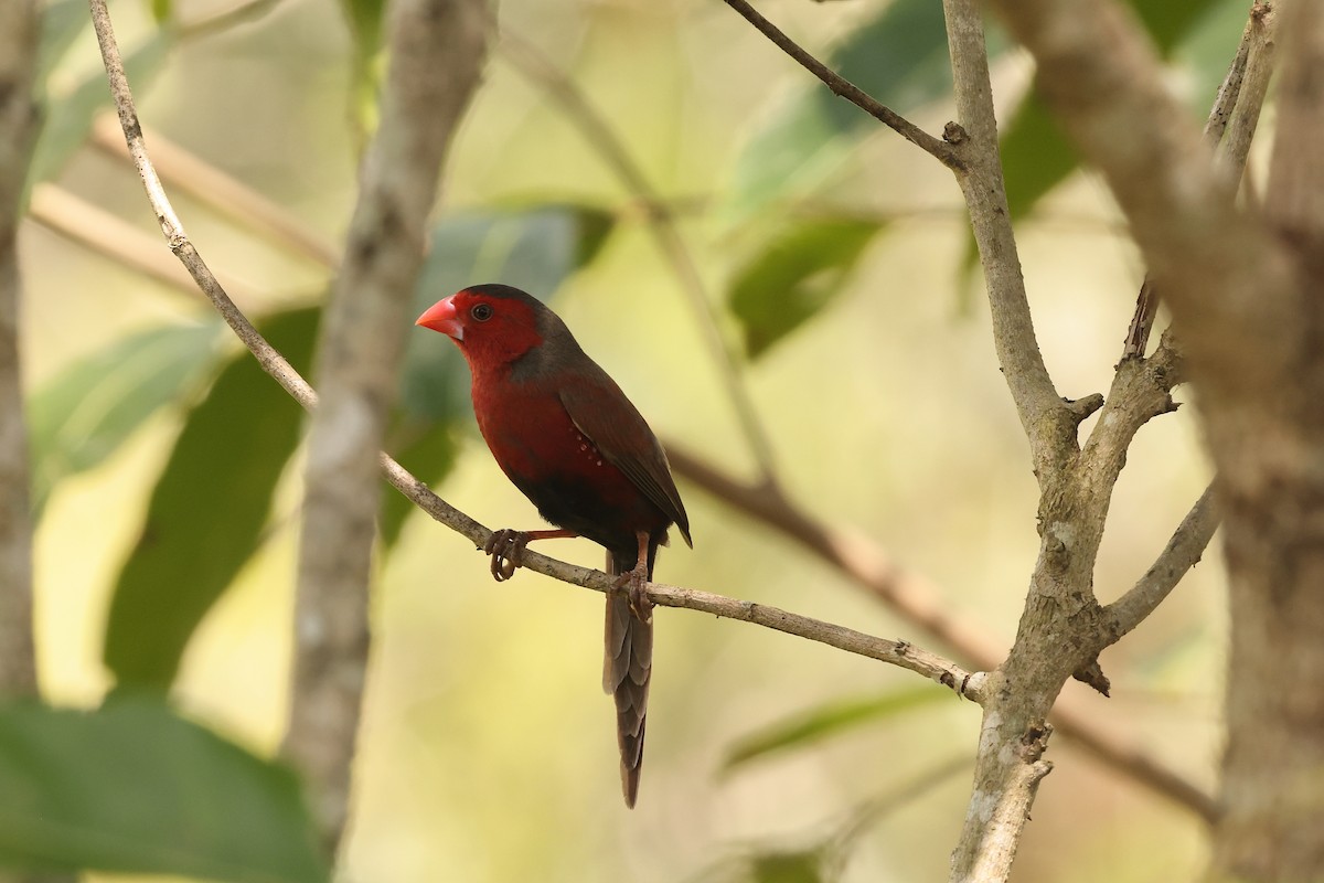 Sonnenamadine (phaeton) - ML646172725