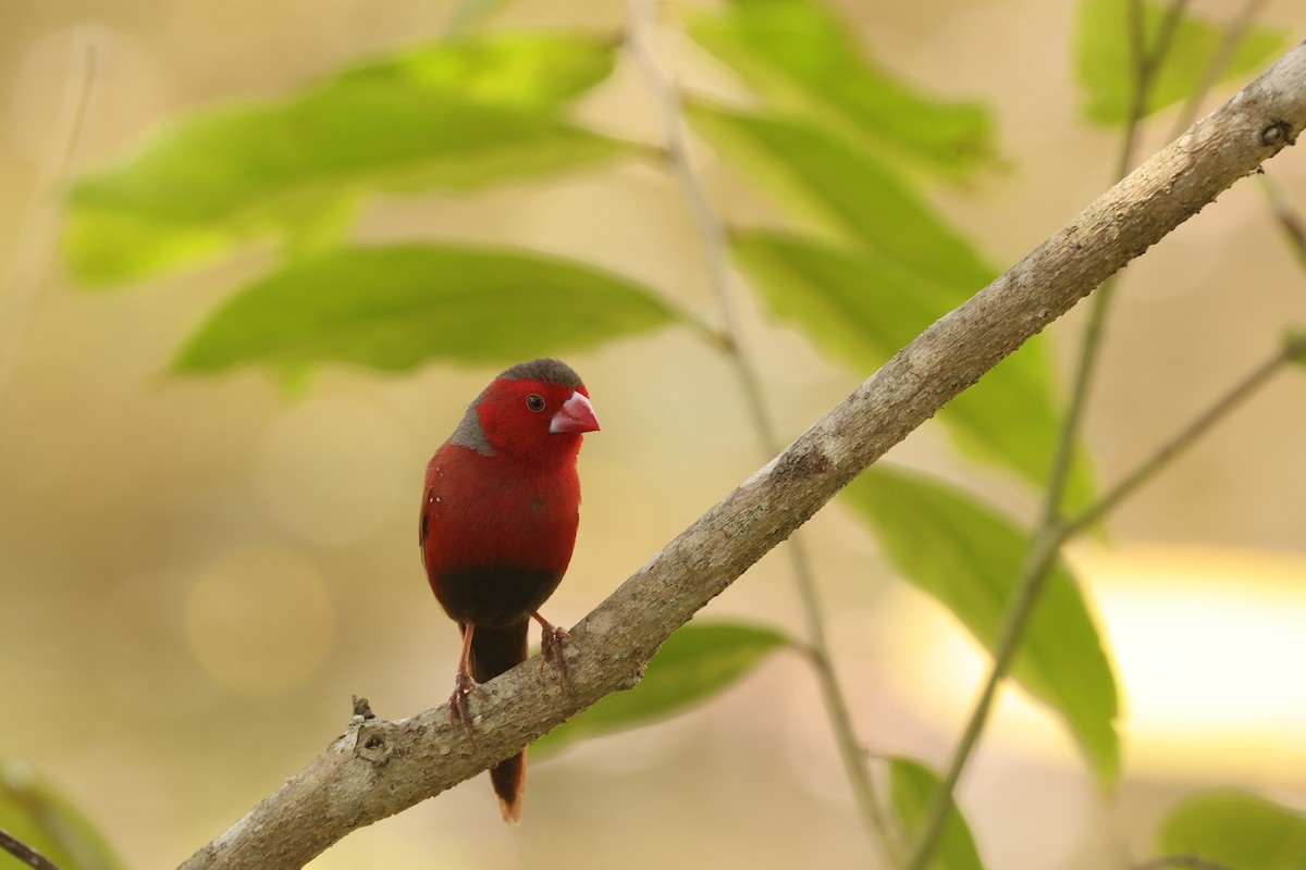 Sonnenamadine (phaeton) - ML646172727