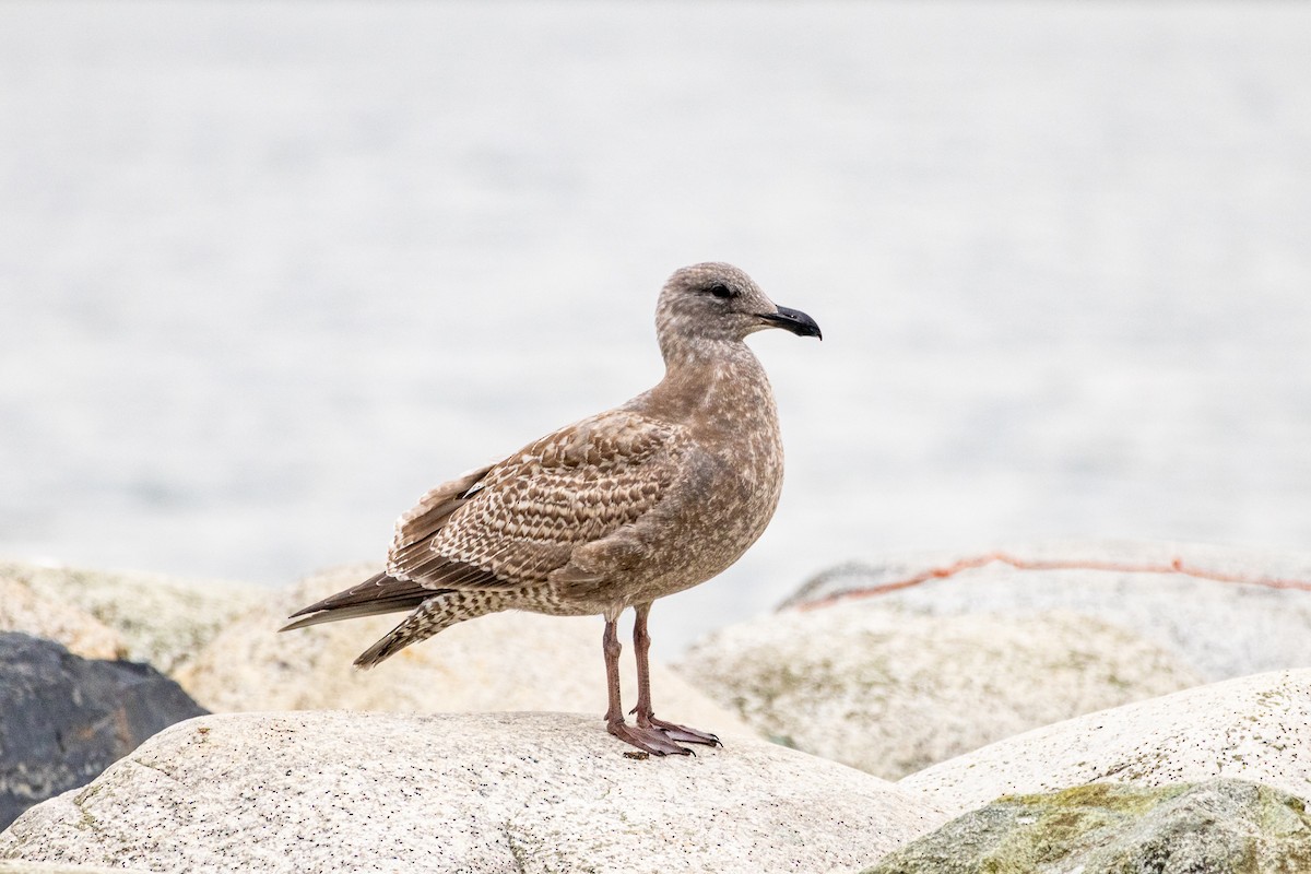 Batı Amerika x Buz Rengi Martı - ML646172729