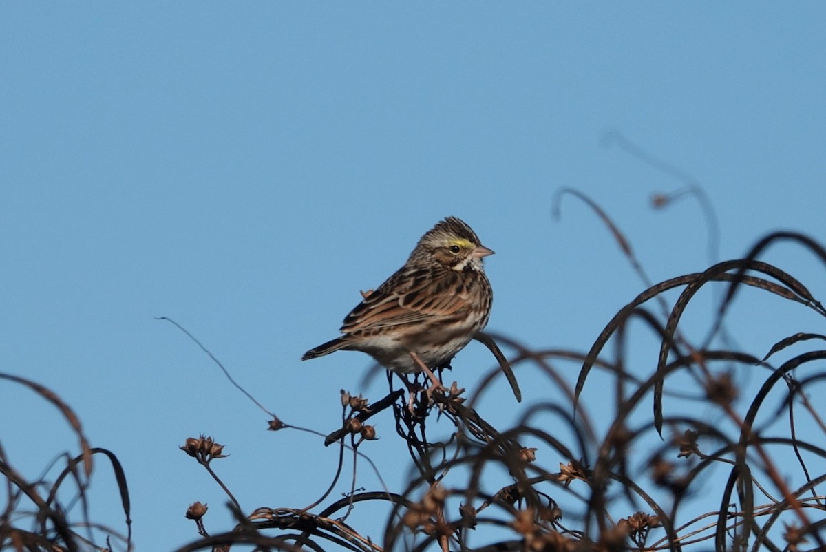Savannah Sparrow - ML646172733