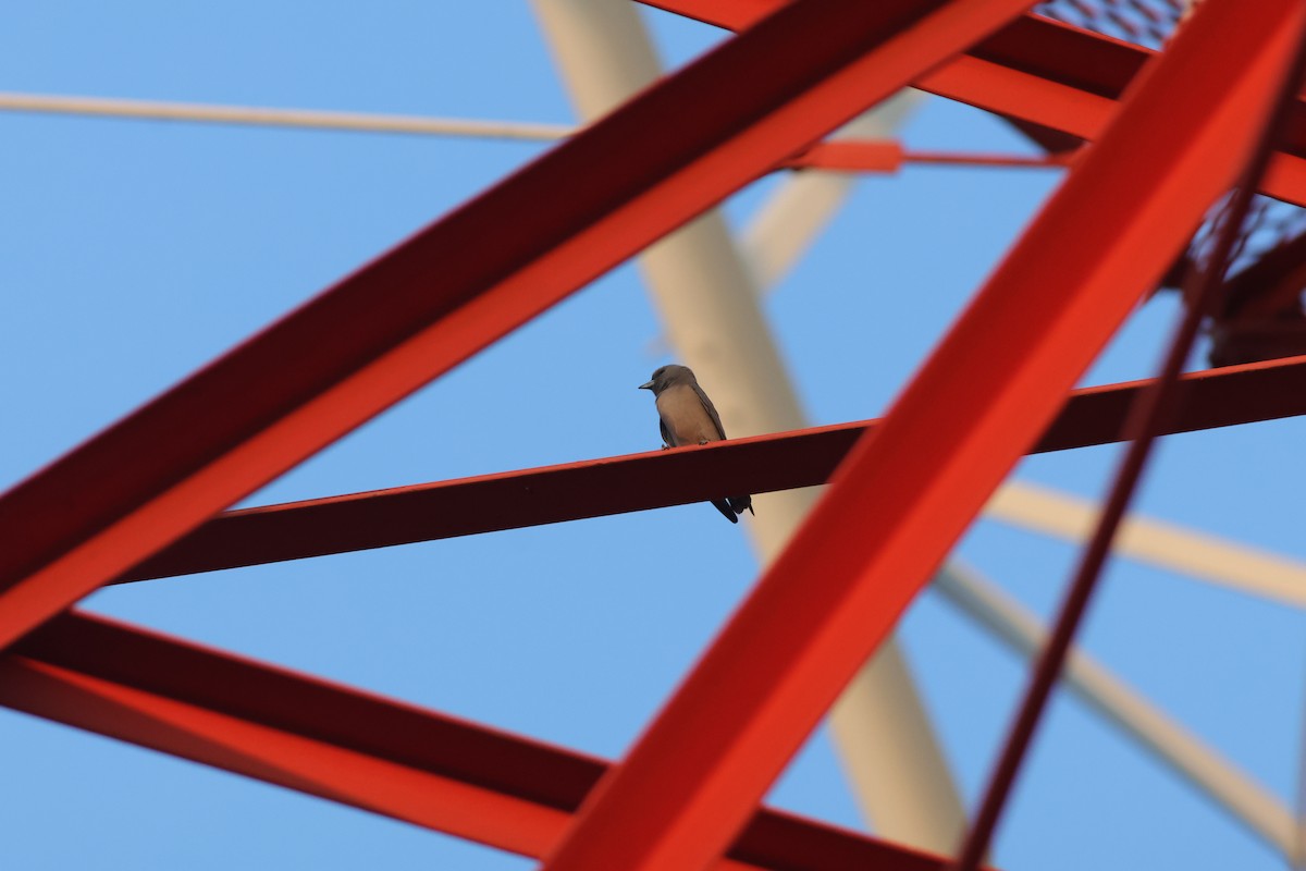 Ashy Woodswallow - ML646172746