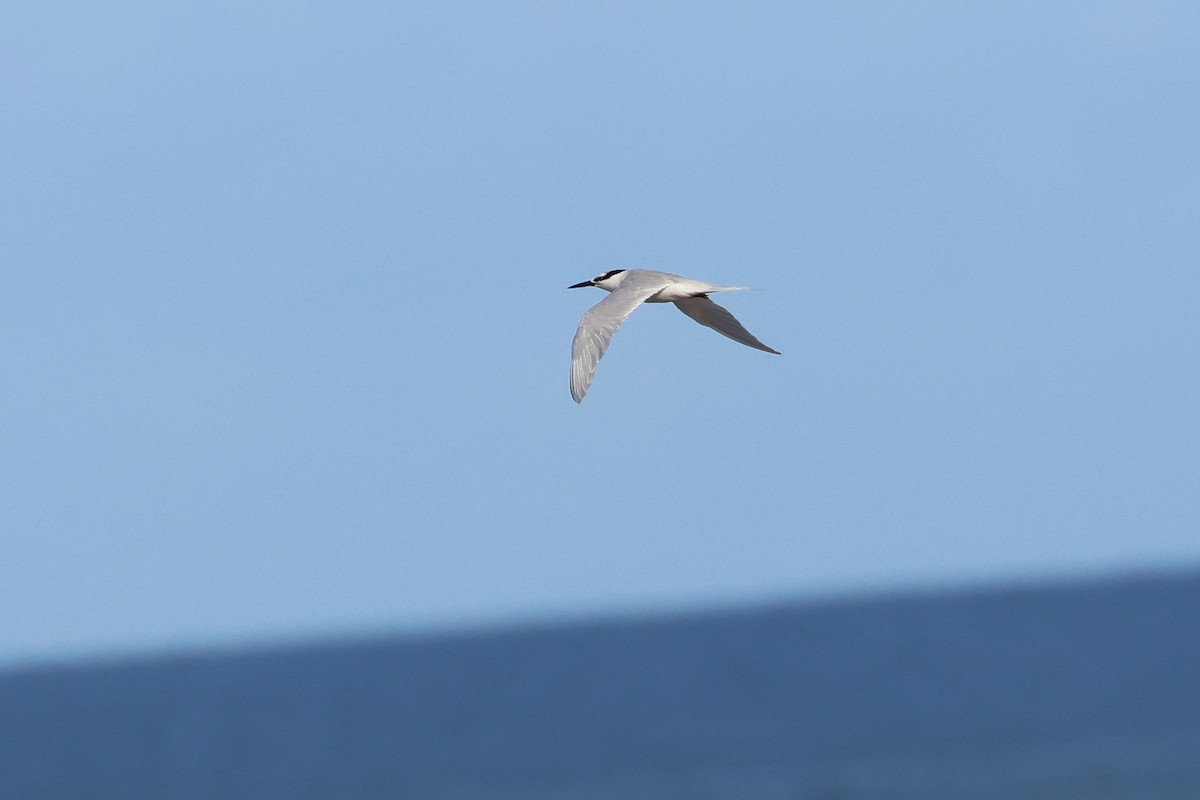 svartnakketerne - ML646172747