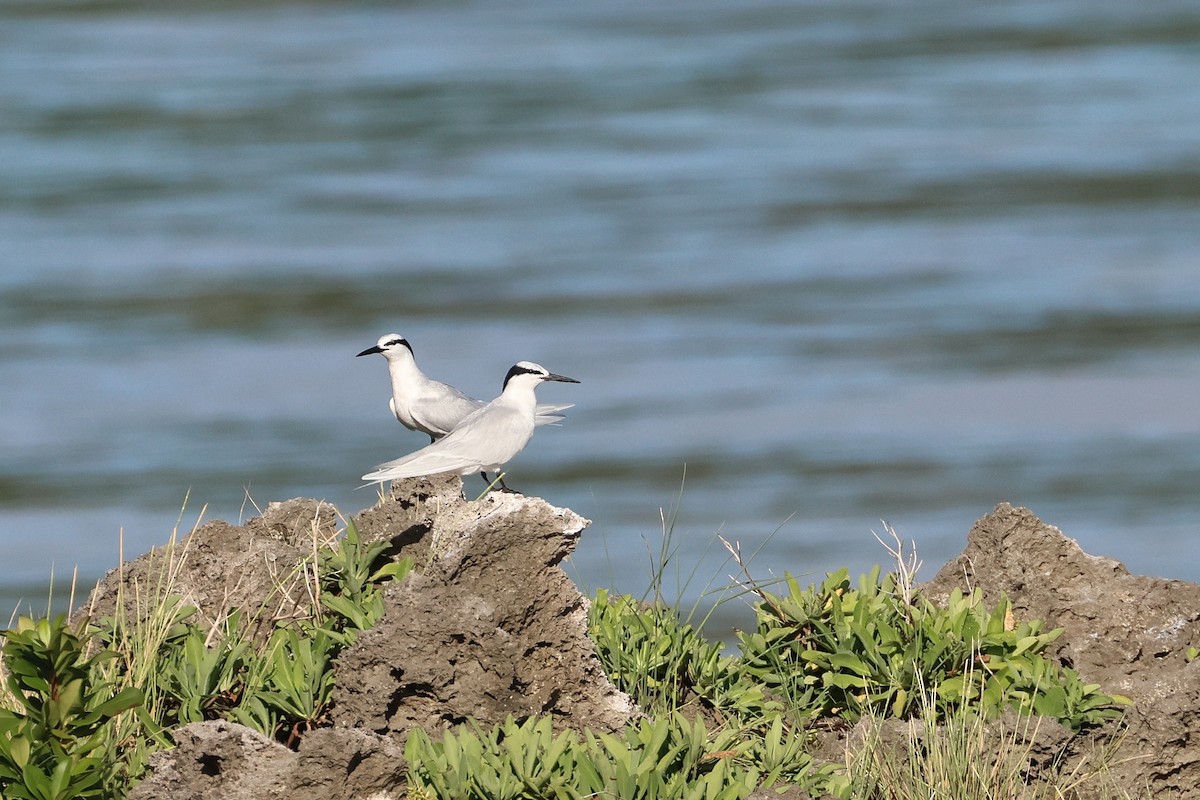 エリグロアジサシ - ML646172750