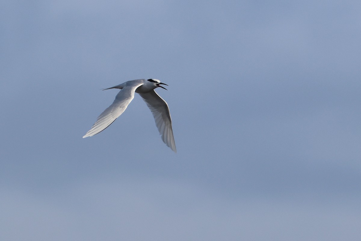 エリグロアジサシ - ML646172751