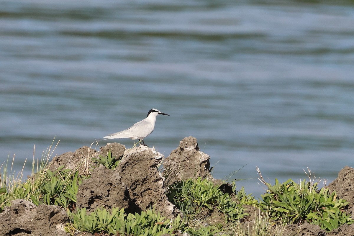 エリグロアジサシ - ML646172752