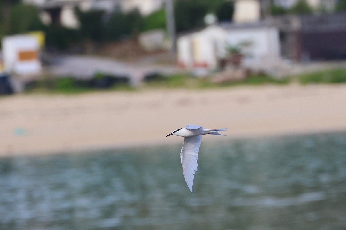 svartnakketerne - ML646172753