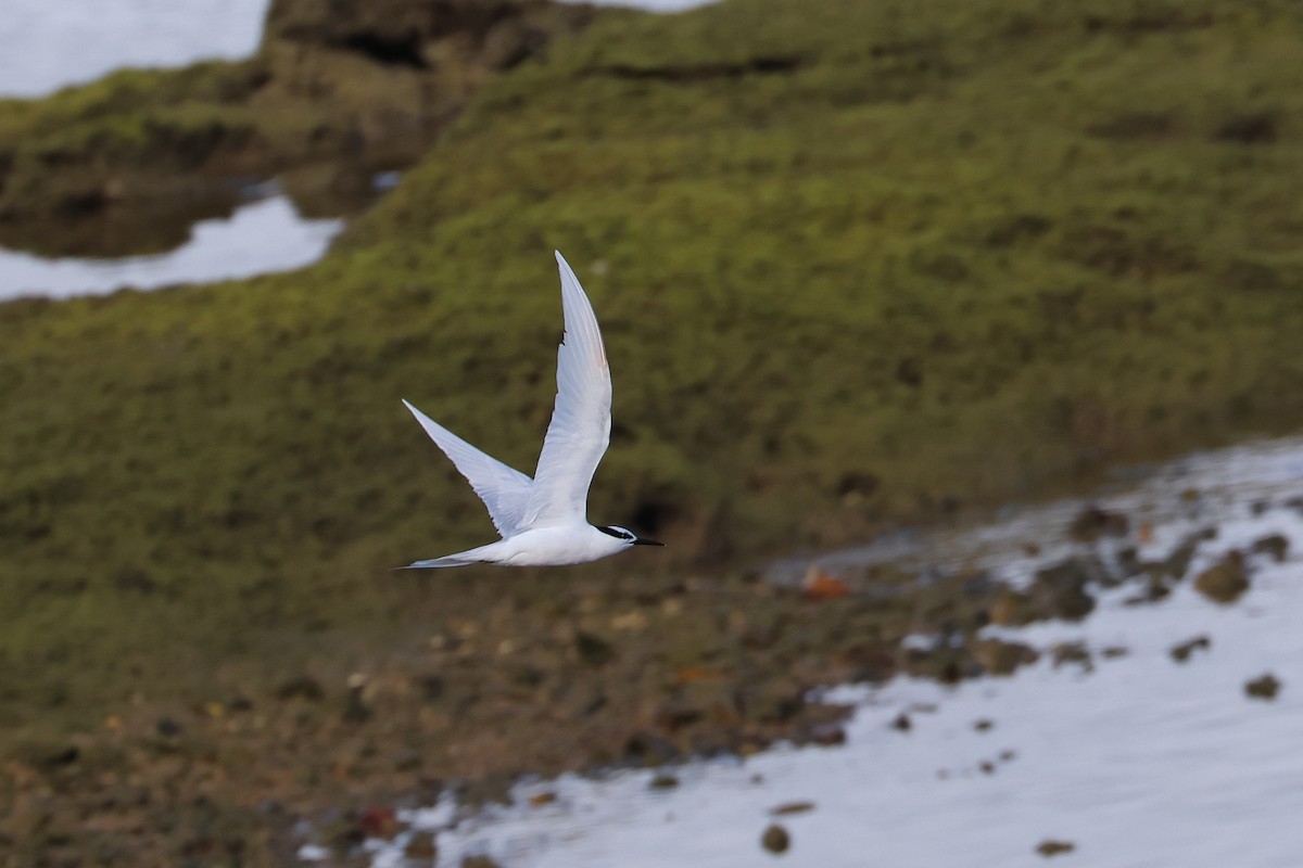 svartnakketerne - ML646172754