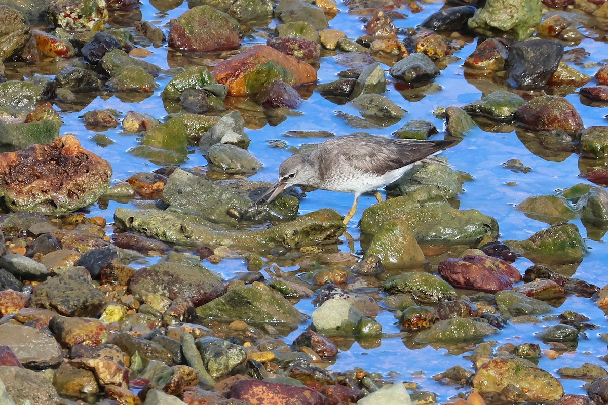 sibirvandresnipe - ML646172755