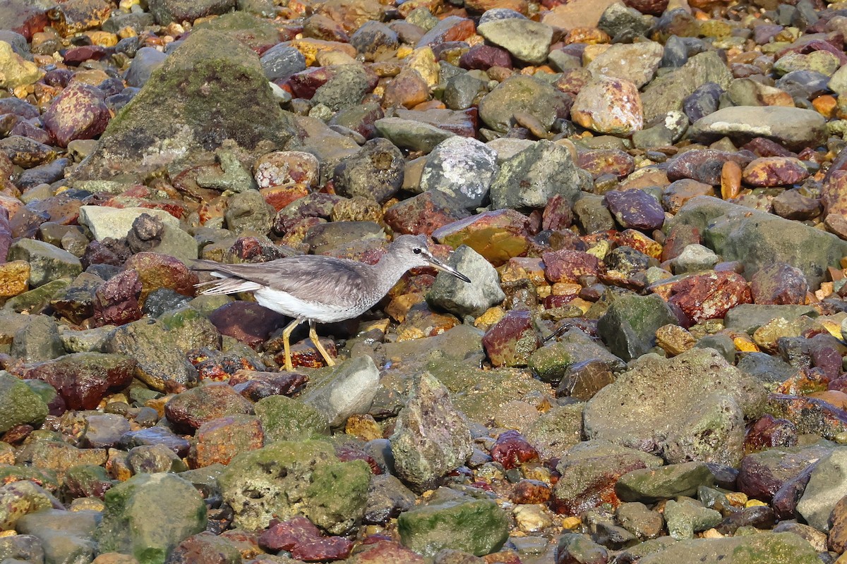 sibirvandresnipe - ML646172756