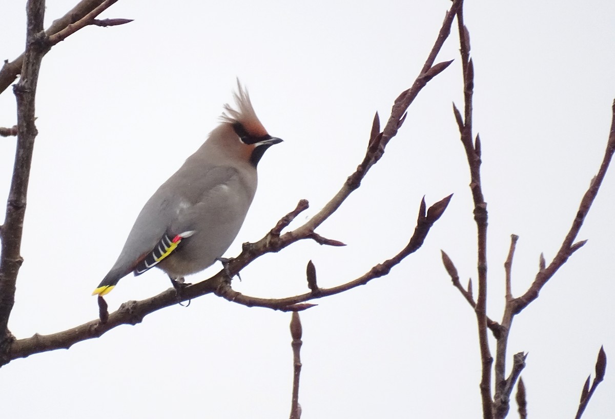 Buztanori boreala - ML646172757