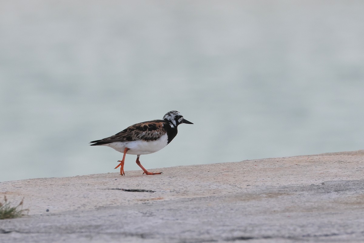 Ruddy Turnstone - ML646172758