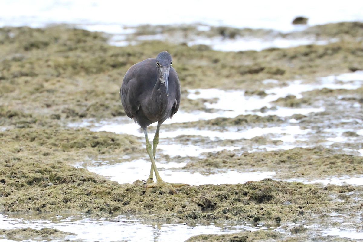 Pacific Reef-Heron - ML646172761