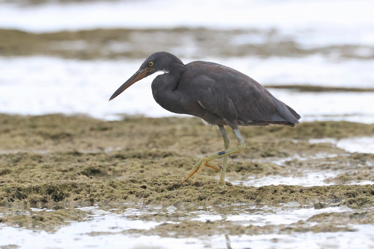 sothegre - ML646172763