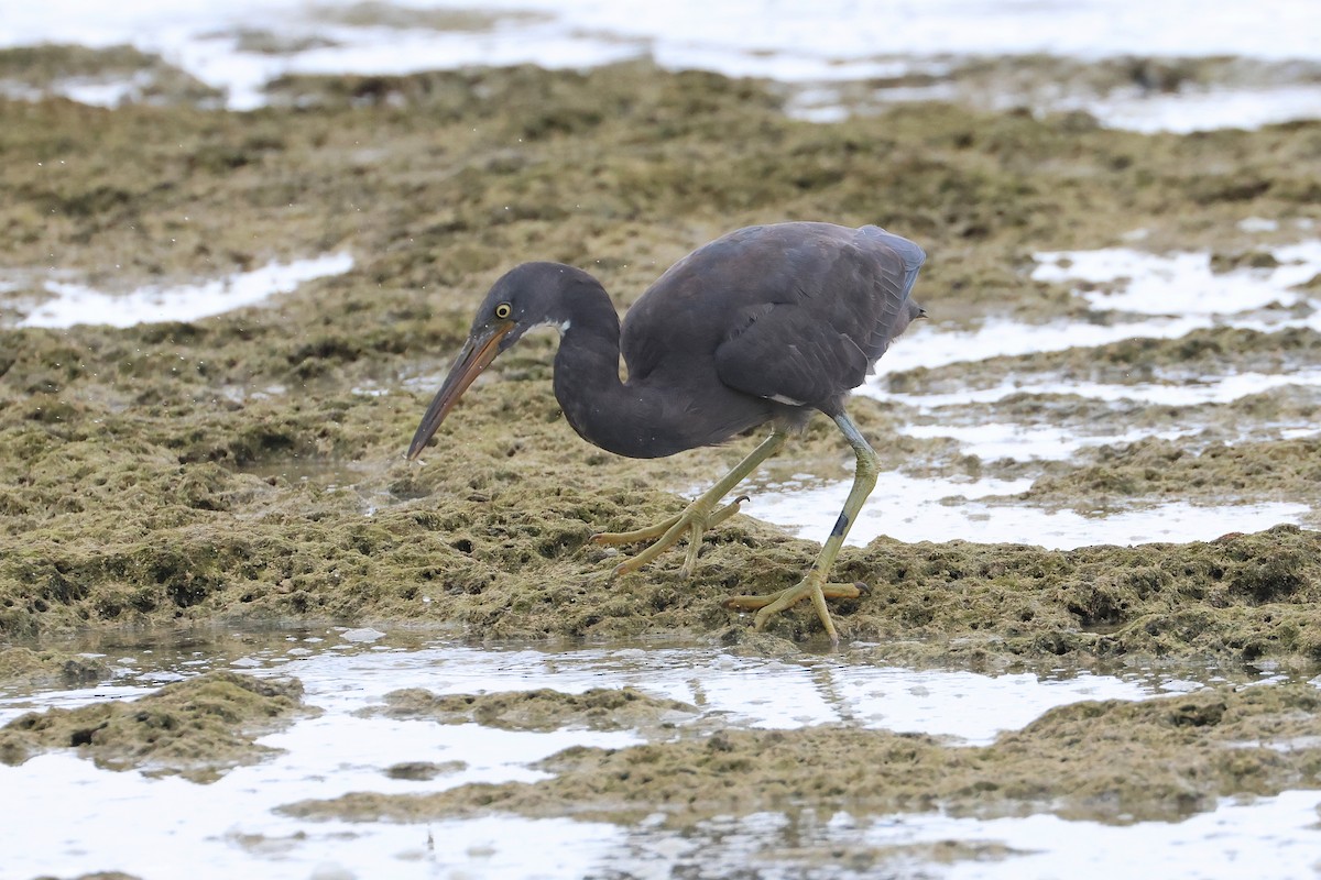 sothegre - ML646172764