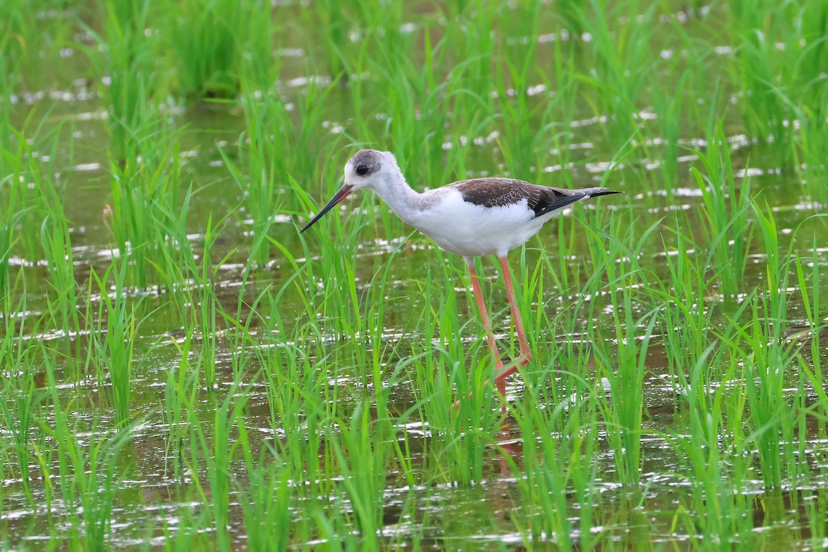 stylteløper - ML646172767