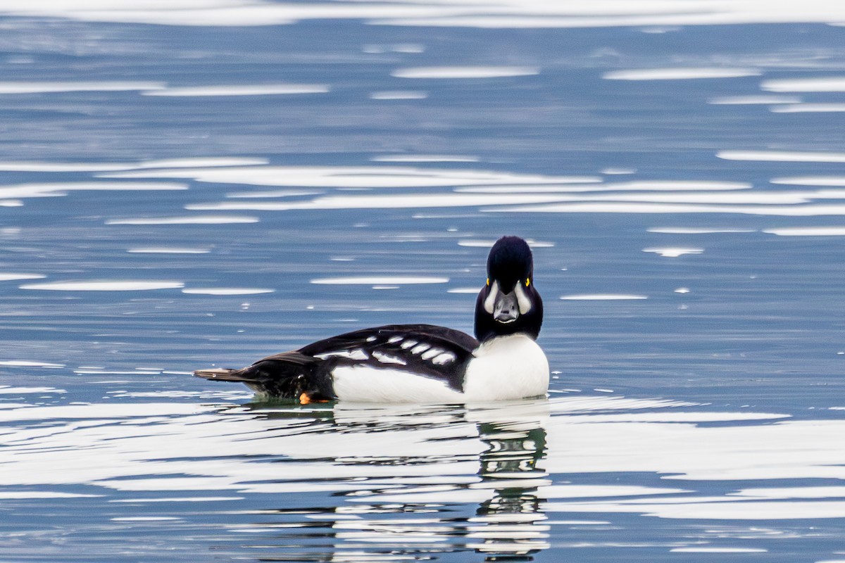 Barrow's Goldeneye - ML646172770