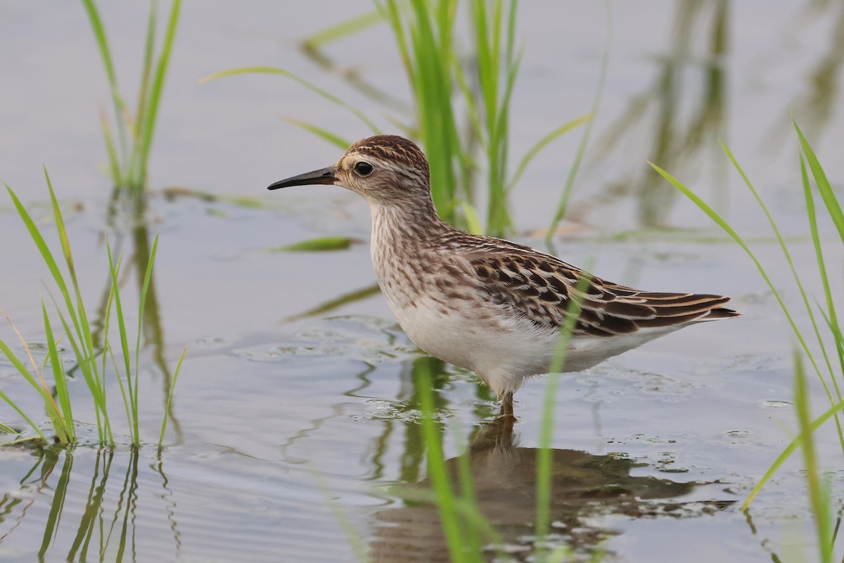 langtåsnipe - ML646172773