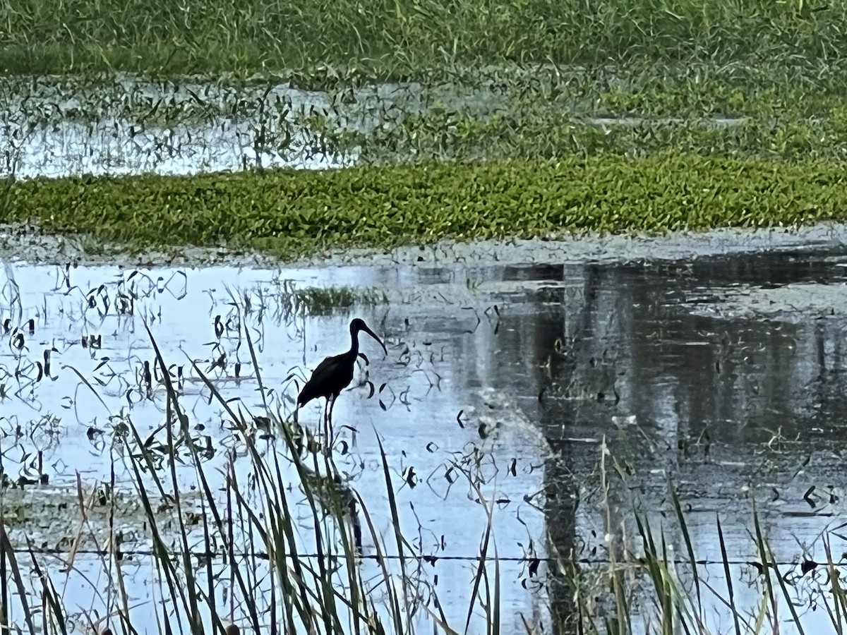 Glossy Ibis - ML646172775