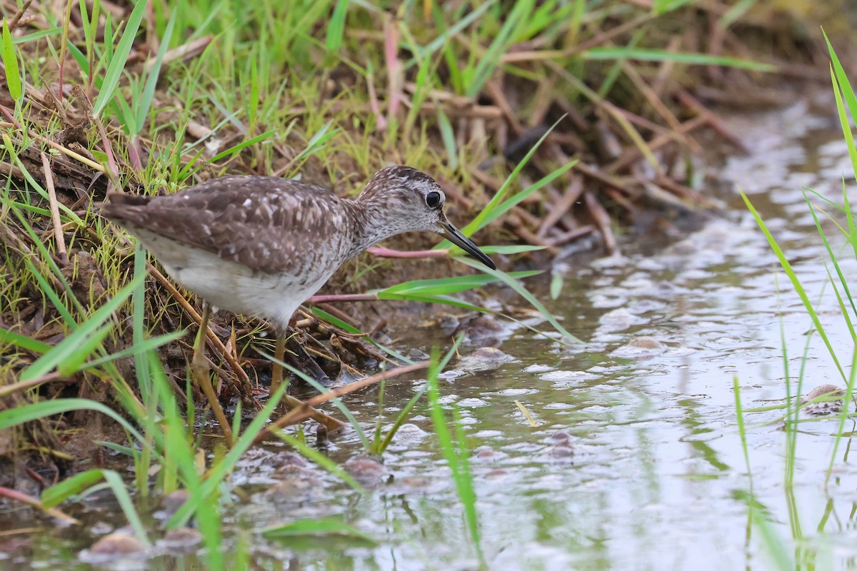 grønnstilk - ML646172776