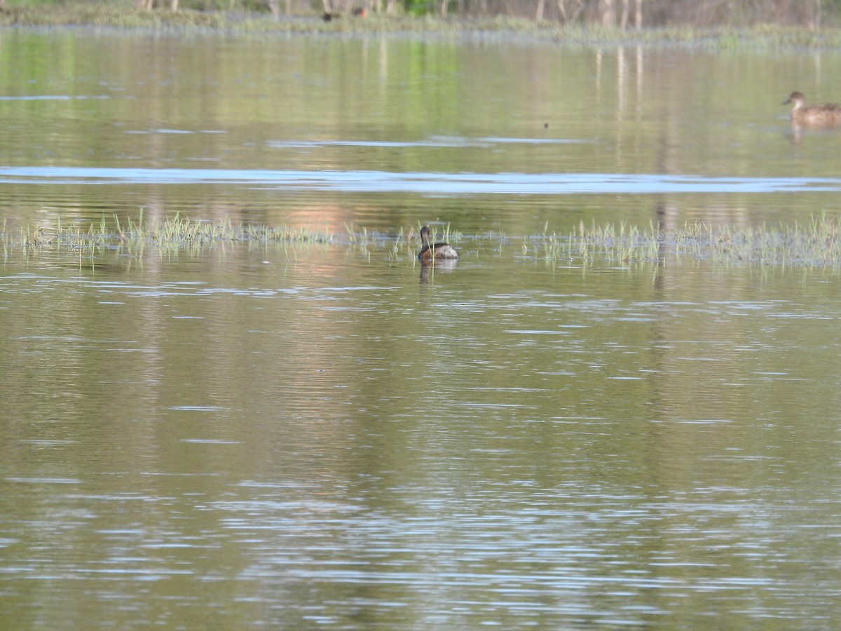 Australasian Grebe - ML646172777