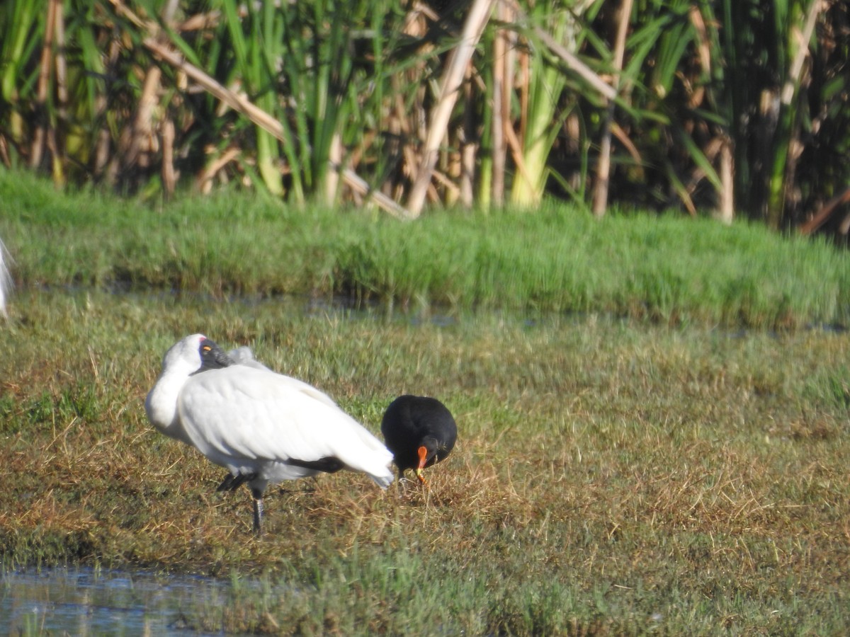 オーストラリアヘラサギ - ML646172779