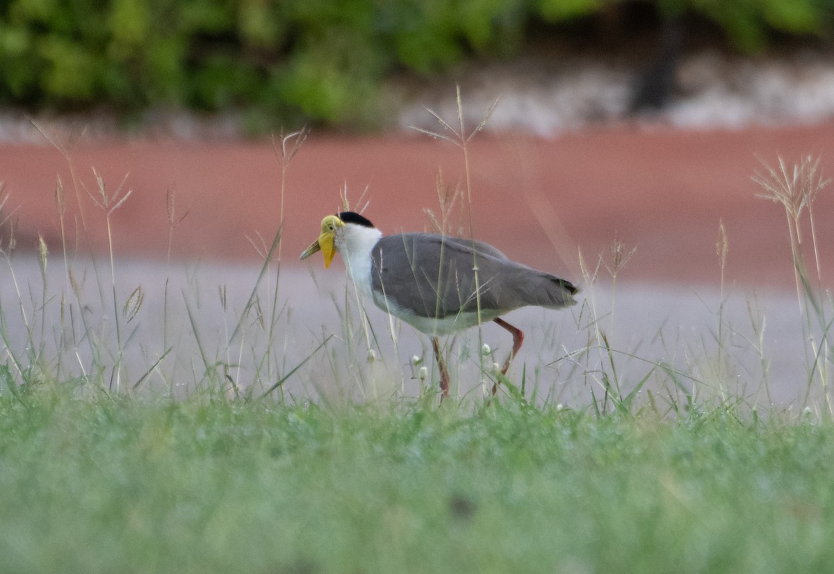 Masked Lapwing (Masked) - ML646172781