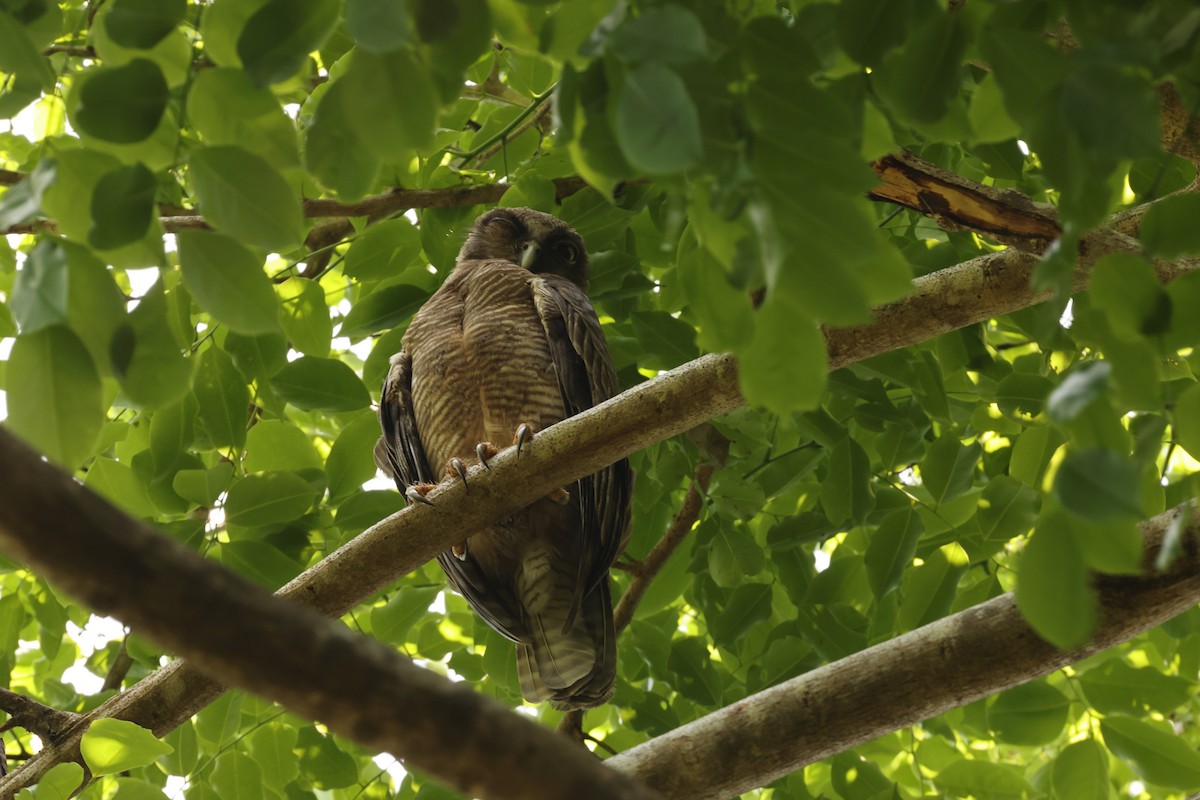 Nínox Rojizo - ML646172787