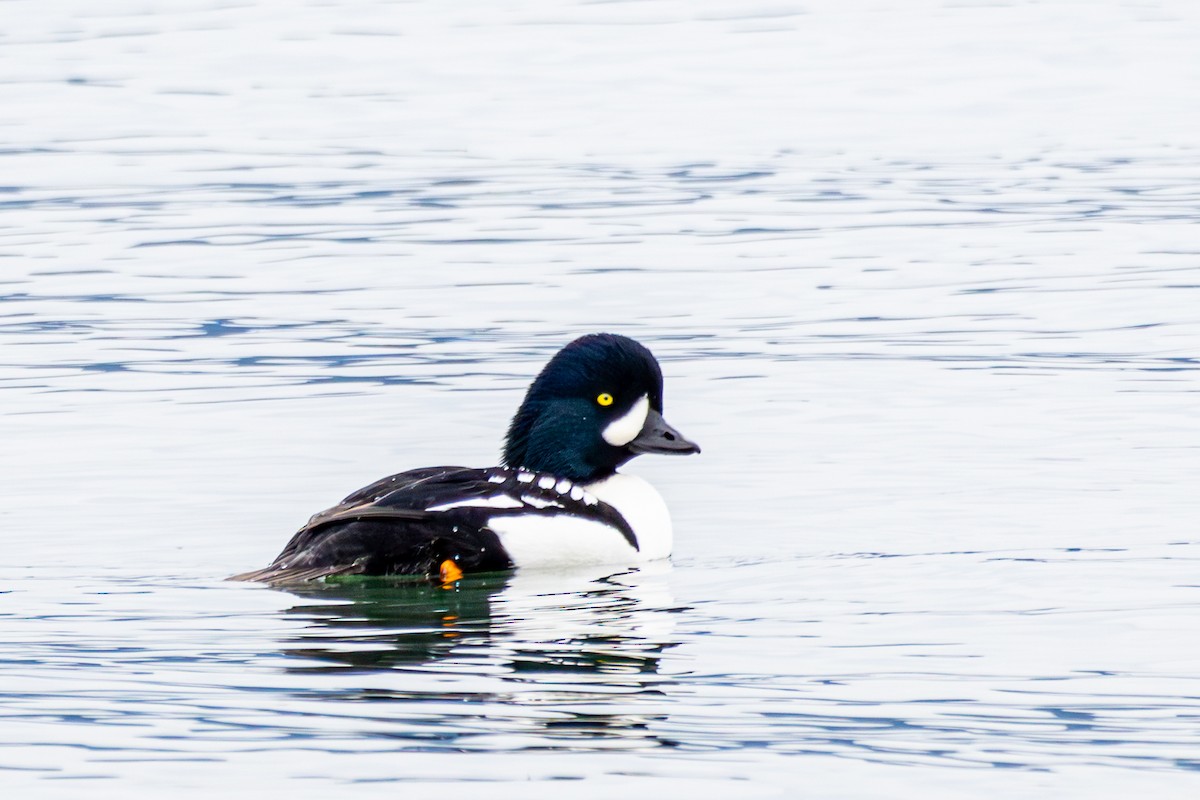 Barrow's Goldeneye - ML646172788