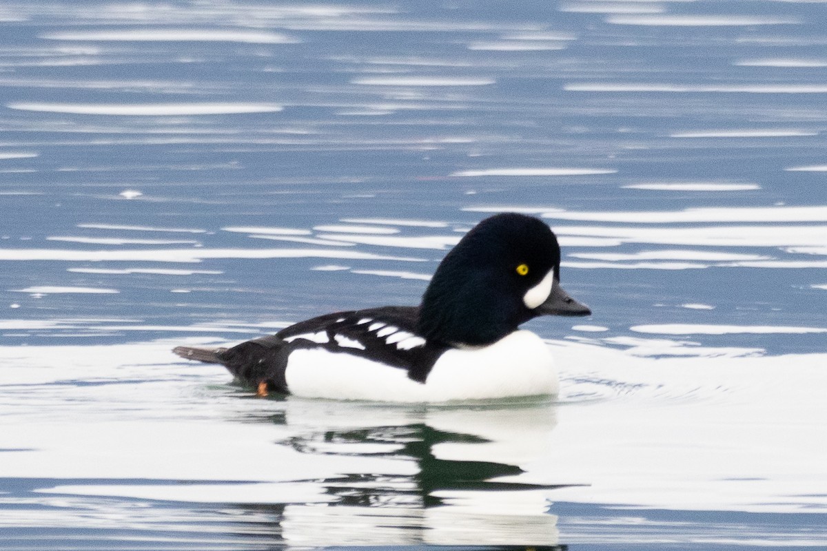 Barrow's Goldeneye - ML646172789