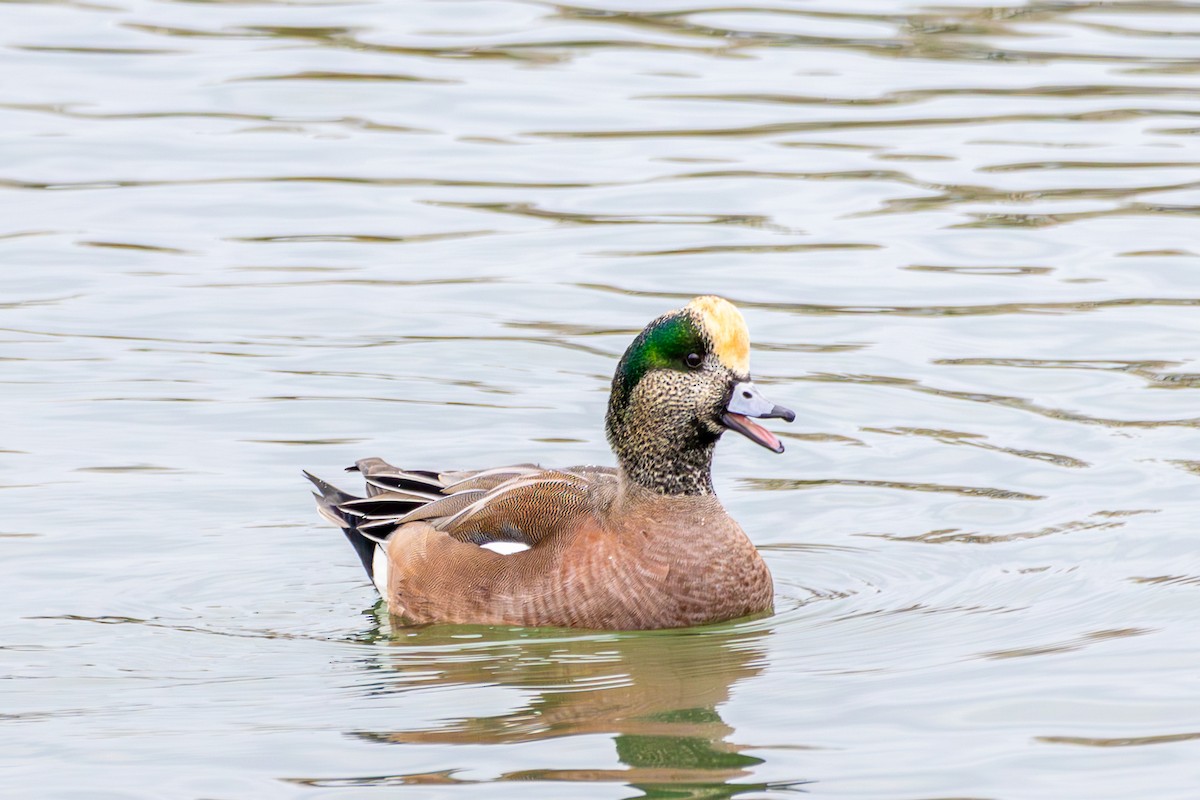 Свищ американський - ML646172790