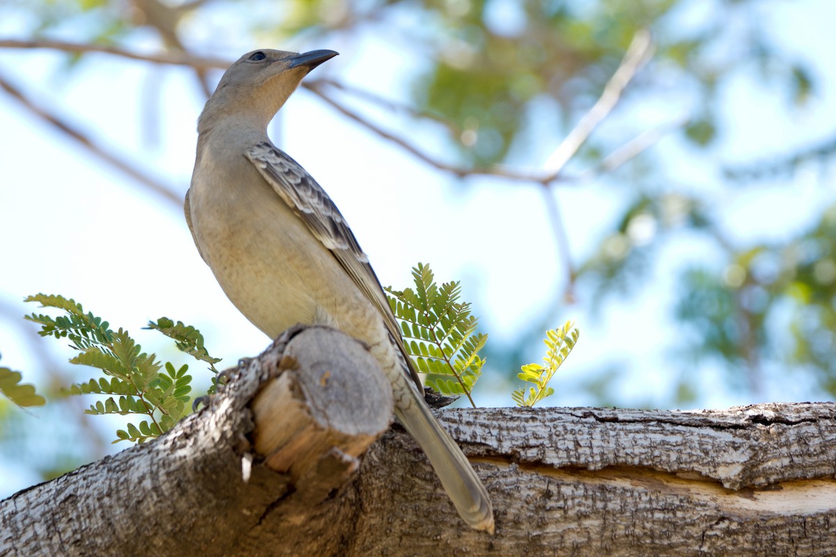 Ойсея велика - ML646172798