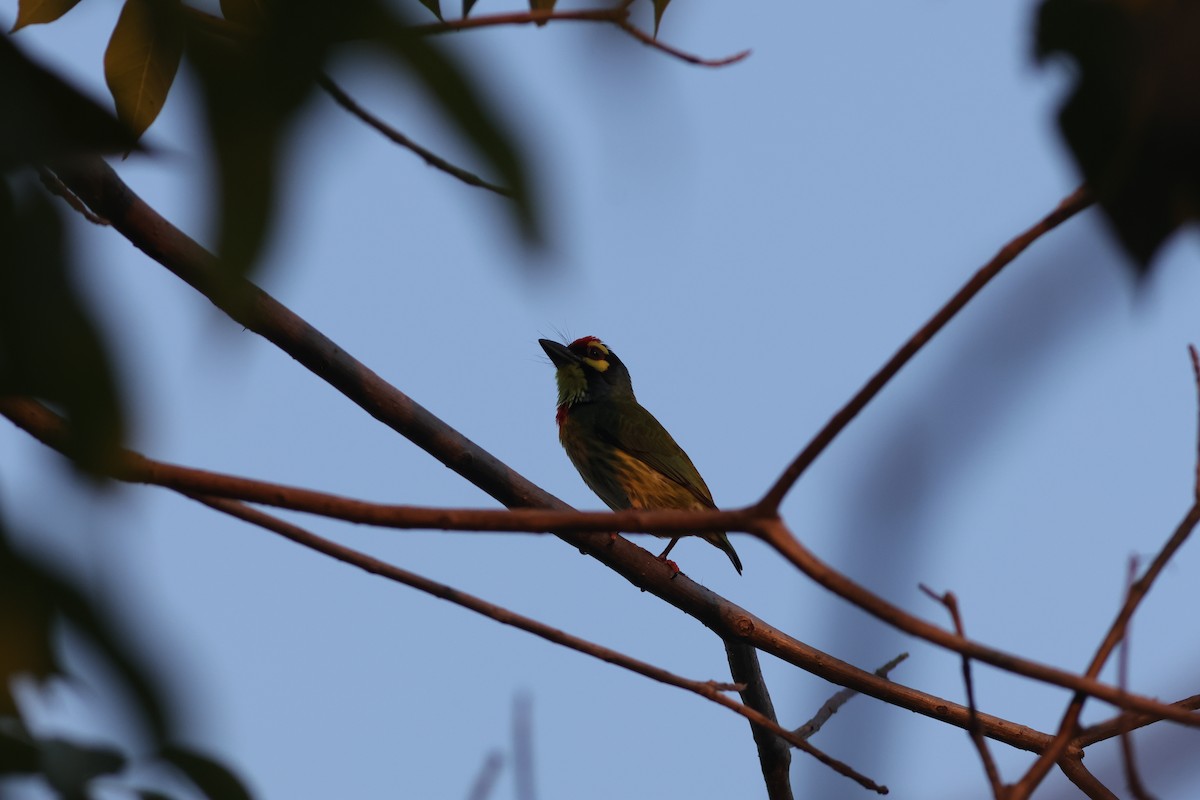 Coppersmith Barbet - ML646172801