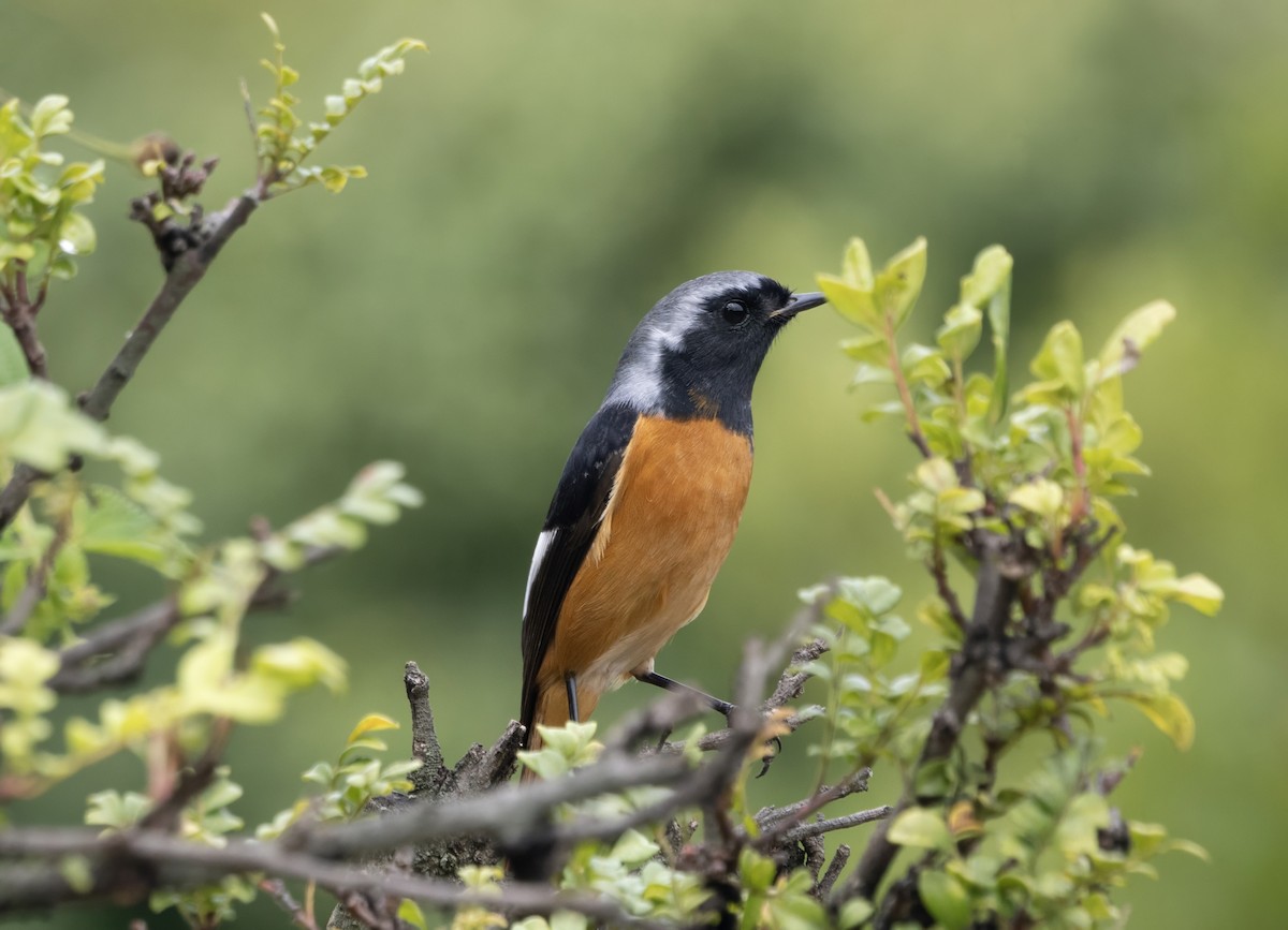 חכלילית סיבירית - ML646172808