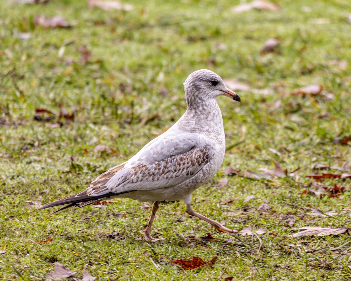 Halkalı Martı - ML646172809