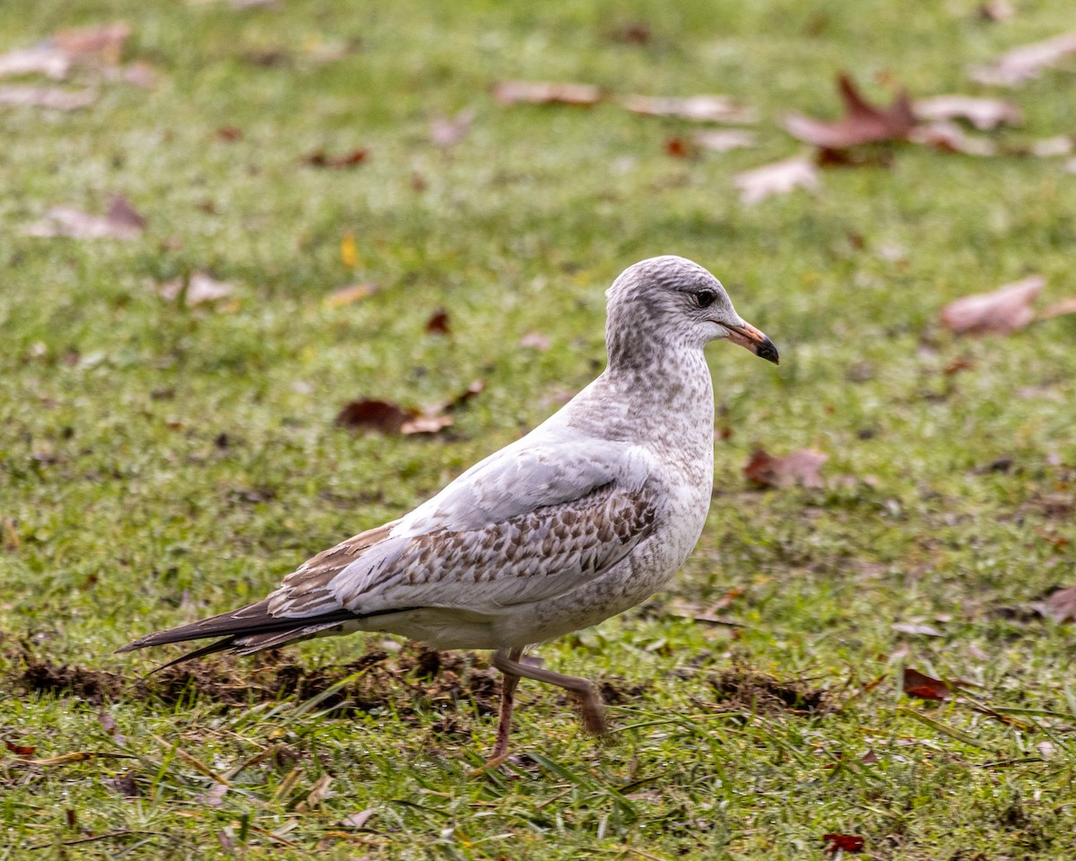 Halkalı Martı - ML646172810