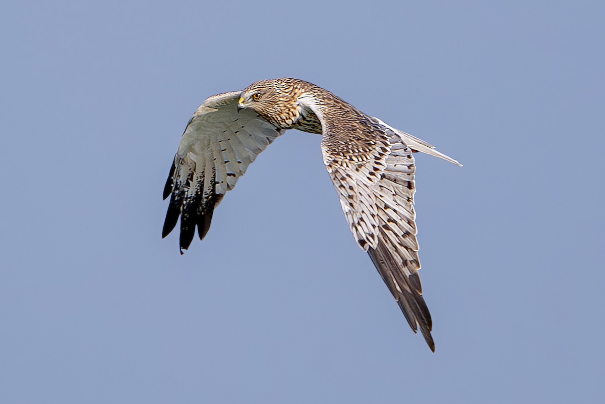 Eastern Marsh Harrier - ML646172811