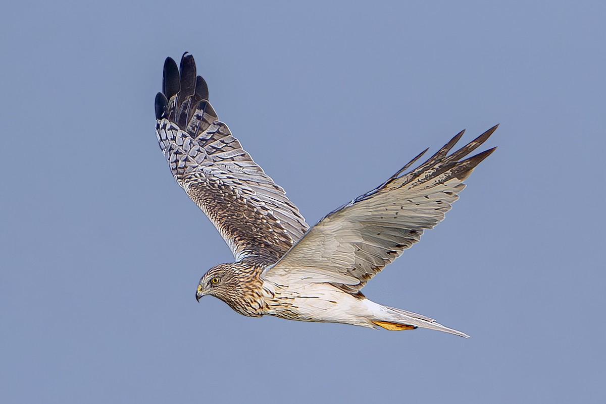 Eastern Marsh Harrier - ML646172812
