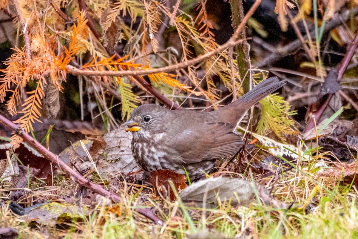 Tilki Renkli Serçe - ML646172836