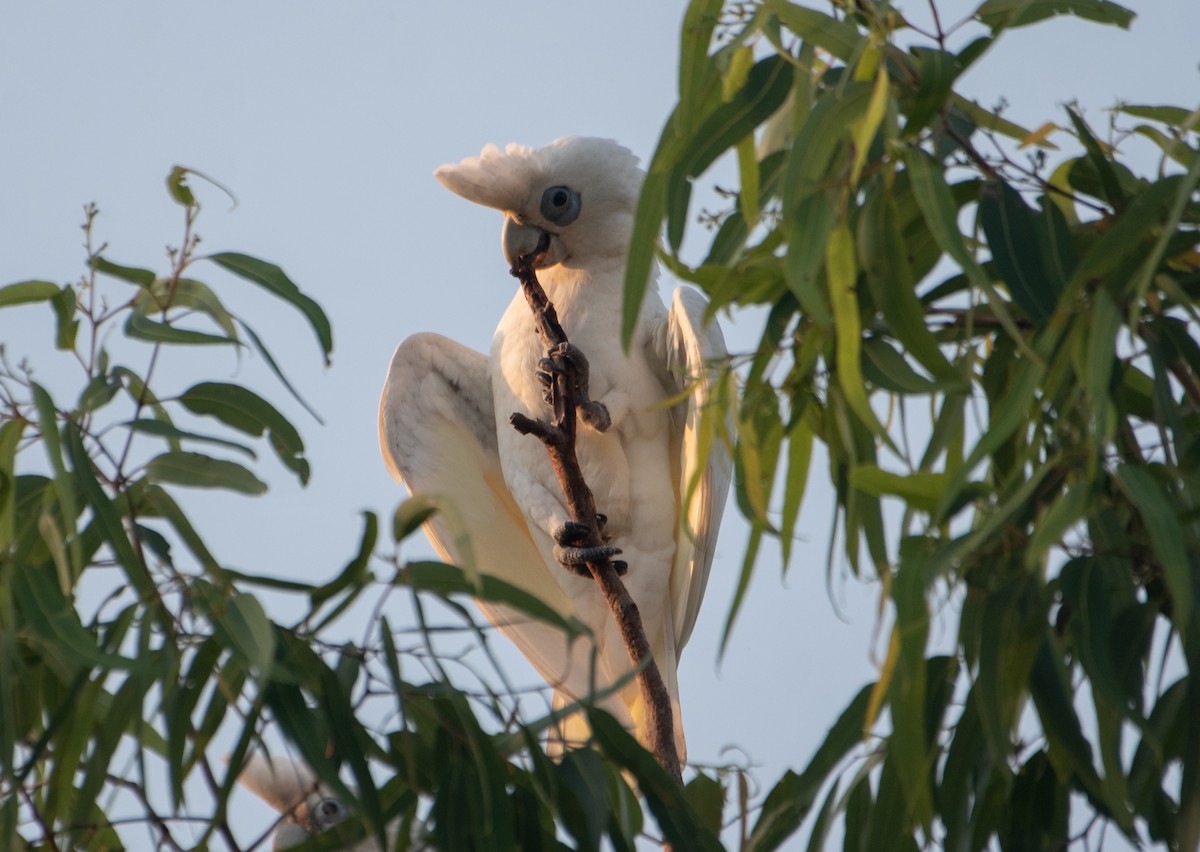 Little Corella - ML646172845