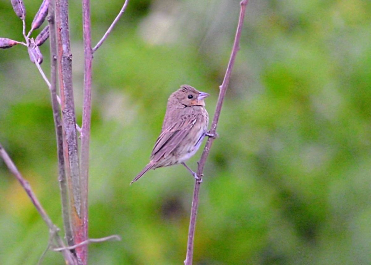 Blue-black Grassquit - ML646172846