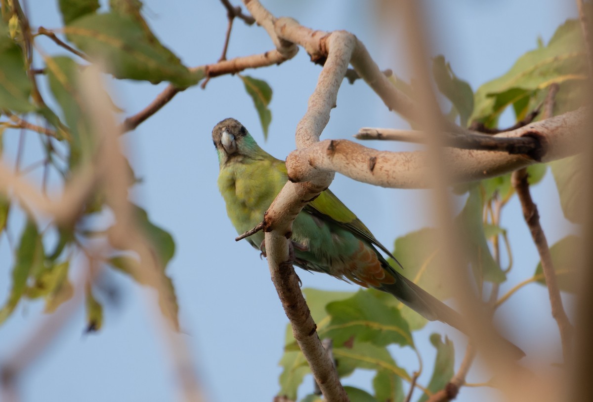 Hooded Parrot - ML646172847